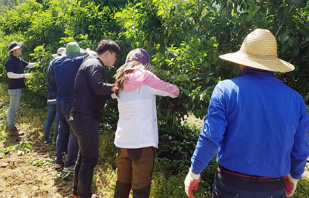 ▲ 칠곡군은 지난 20일부터 6월 30일까지 농촌일손돕기 추진센터를 설치해 고령농가 영세농가를 중심으로 농촌일손돕기를 실시한다.ⓒ칠곡군