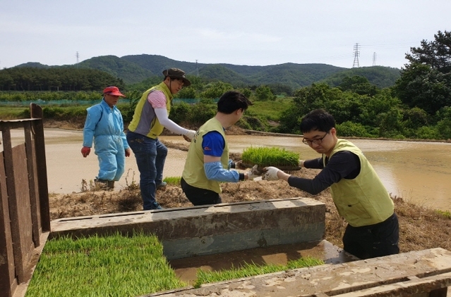 ▲ 포항제철소 발전부 임직원들은 25일 신광면 만석2리를 찾아 모판을 나르는 등 농번기 농촌 일손돕기를 하는 모습.ⓒ포스코