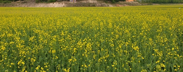 ▲ 충북혁신도시에 조성된 어울림 꽃단지.ⓒ충북도