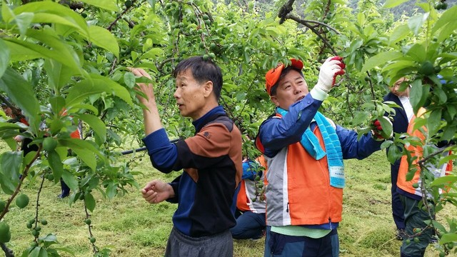 ▲ 경북농협(본부장 도기윤)과 영천관내 농협 임직원 40여명은 최근 일손이 부족한 영천지역 과수농가를 찾아 영농철 농촌일손돕기를 펼쳤다.ⓒ경북농협