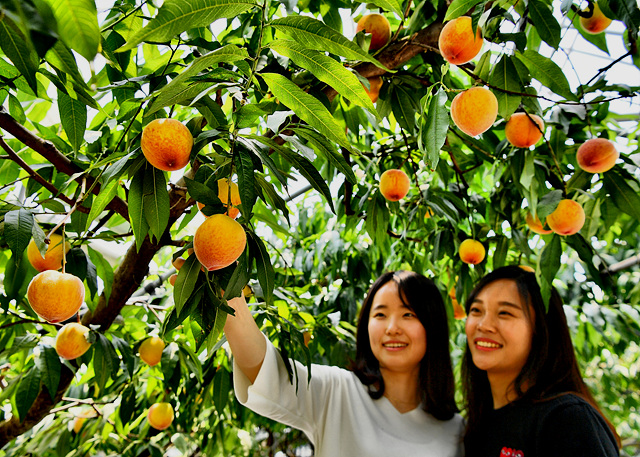 ▲ 청도 시설하우스에서 자라고 있는 금복숭아.ⓒ청도군