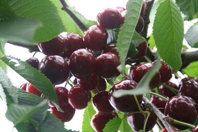 ▲ 본격 출하에 돌입하는  '경주체리'의 탐스런 모습.ⓒ경주시