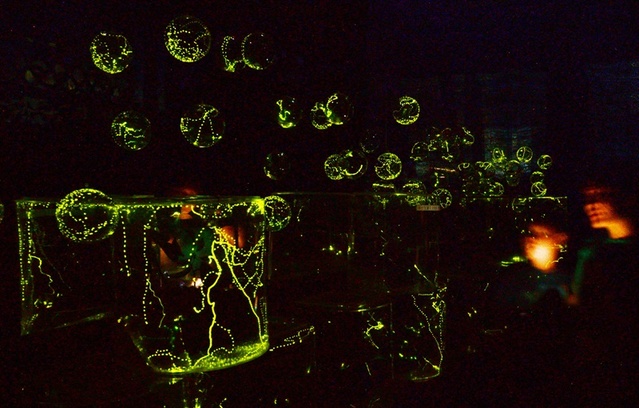 ▲ 사진은 지난해 열린 9회 반딧불·곤충 축제의 반딧불 체험 행사 장면.ⓒ충북도농업기술원