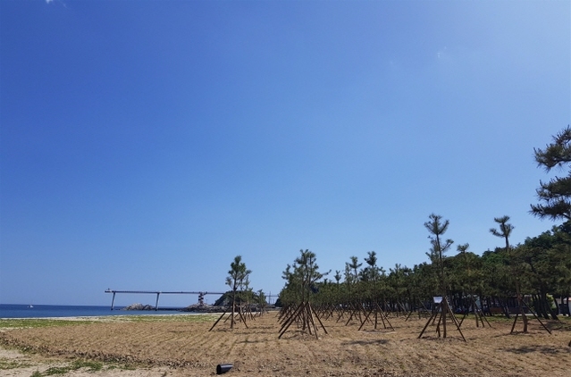 ▲ 울진군은 해안 숲과 마을 숲 조성을 마무리했다.ⓒ울진군