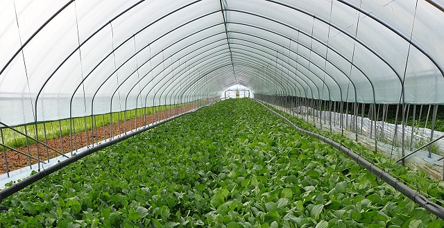 ▲ 경기도 이천의 현대그린푸드 지정농장에서 폴리페놀 열무가 재배되고 있는 모습. ⓒ현대그린푸드