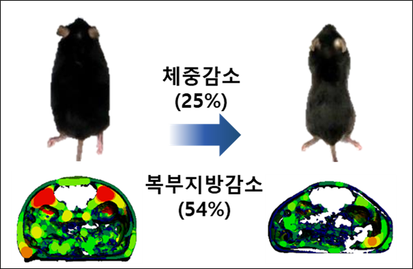 ▲ 고도비만·제2형 당뇨병 치료 후보물질 'CP-deltaSOCS3'의 체중·복부지방 감소 효능 ⓒ셀리버리