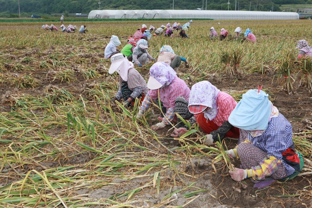 ▲ 의성에서 재배되는 마늘은 한지형과 난지형으로 나뉘며, 의성 마늘 재배면적은 1700ha(한지 1323ha, 난지 377ha)로 한지형 마늘재배는 전국 1위이다.ⓒ의성군