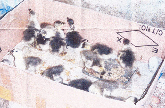 ▲ 2016년 11월 자유아시아방송이 