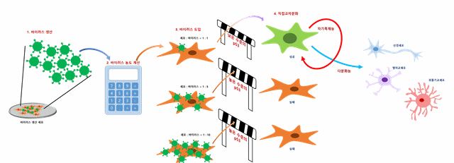 ▲ 직접교차분화 이미지 ⓒ강스템바이오텍