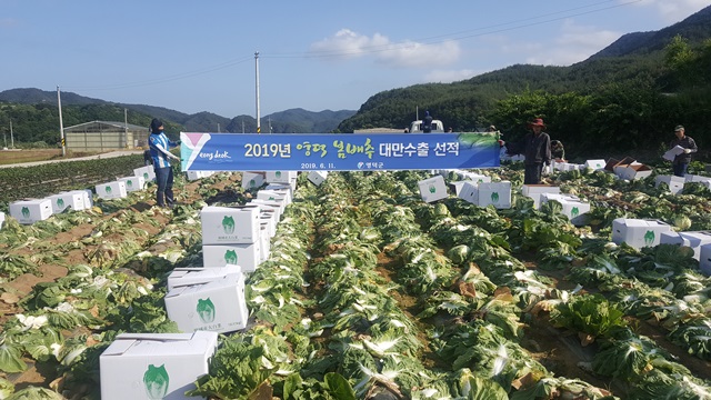 ▲ 대만 수출 선적 위한 영덕 봄배추 수확 장면.ⓒ영덕군