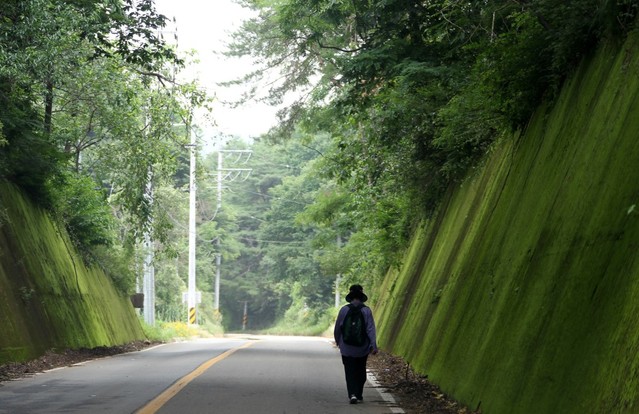 단양 이끼터널. 이곳은 과거 철길이 놓였던 곳으로 도로가 생기면서 양면이 초록색 이끼로 가득하다.ⓒ단양군