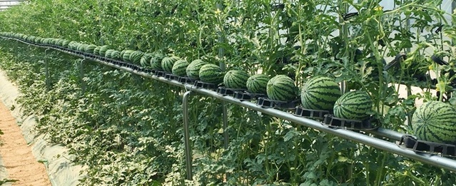 ▲ 수직유인기술을 이용한 수박 재배 연구 현장.ⓒ충북도농업기술원