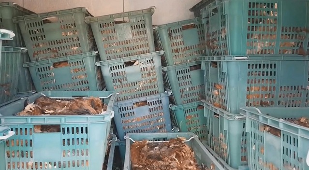 ▲ 양계장에서 보험처리에 사용한 죽은 냉동닭 보관 영상.ⓒ충남경찰청