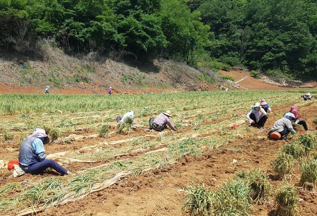 ▲ 최근 단양황토마늘 재배농가들이 본격적인 마늘수확에 들어갔다.ⓒ단양군
