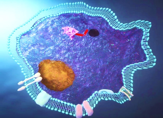 ▲ 세포막 전송 펩타이드(aMTD)가 병든 세포 안으로 약리물질을 전송하는 모습 ⓒ셀리버리