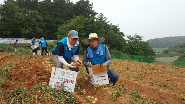 ▲ 농협은행 충남영업본부 조두식 본부장이 직원들과 함께 감자수확 일손을 도우며 농촌봉사활동을 펼치고 있다.ⓒ농협충남본부