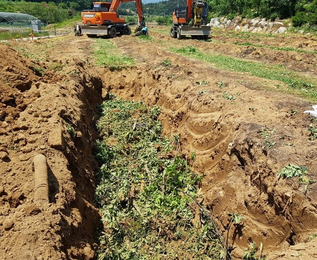 ▲ 과수화상병에 감염된 사과나무를 매몰하는 장면.ⓒ충북도농업기술원
