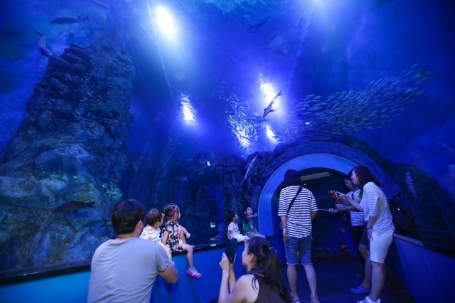 ▲ 최근 단양다누리아쿠아리움을 찾은 가족단위 방문객들이 80t 규모의 대형 수조에 전시된 아마존 물고기를 보며 즐거워하고 있다.ⓒ단양군