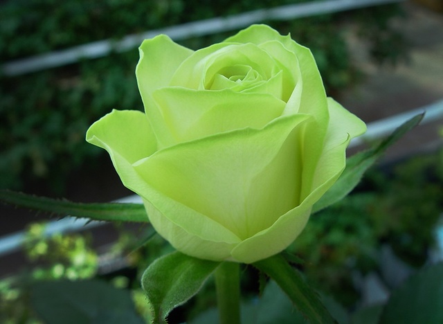 ▲ 가시 없는 초록장미‘그린펄’.ⓒ충북도농업기술원