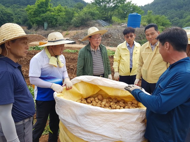 류한우 단양군수(왼쪽 세번째)가 1일 취임 1주년을 맞아 직원들과 함께 감자캐기 농촌 일손 돕기를 하고 있다.ⓒ단양군