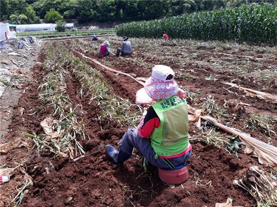 ▲ 단양 생산적 일손 긴급지원반이 고령농가 마늘 밭에서 마늘수확을 돕고 있다.ⓒ단양군