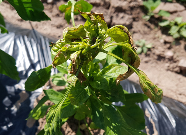 ▲ 영양군은 최근 ‘칼라병’이라 불리는 ‘토마토반점위조바이러스(TSWV)’가 확산되면서 농가를 상대로 철저한 병해충 관리를 주문했다.ⓒ영양군