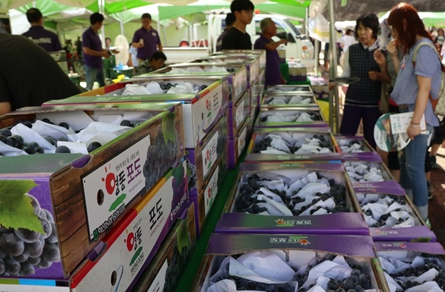 ▲ 영동군의 특산물 포도.ⓒ영동군