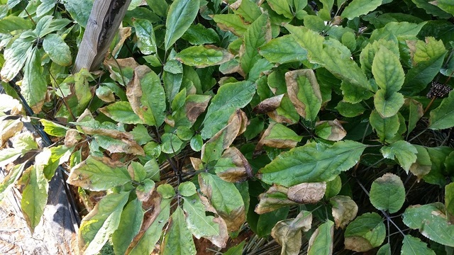 ▲ 최근 폭염이 지속되면서 인삼포에서 재배하고 있는 인삼의 잎이 타들어 가는 등의 피해를 입고 있다.ⓒ충남도