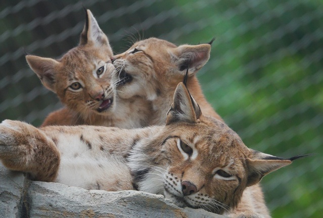 ▲ 9일 공개된 아기 스라소니.ⓒ청주동물원