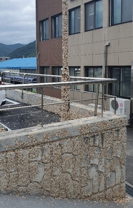 ▲ 단양 도심지 가로등과 담벼락에 달라 붙은 매미나방.ⓒ독자 장영재씨 제공