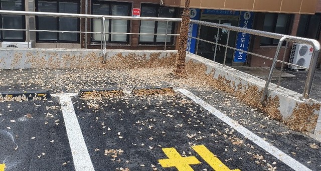 ▲ 단양농업기술센터 주차장에 몰려들어 집단으로 기생하고 있는 매미나방 모습.ⓒ독자 장영재씨 제공