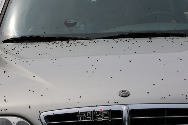 ▲ 최근 장군면에 대규모 파리떼가 출몰해  주민들이 극심한 불편을 호소하고 있다. 사진은 자동차 보닛 위에 까맣게 앉은 파리떼.ⓒ김동식 기자