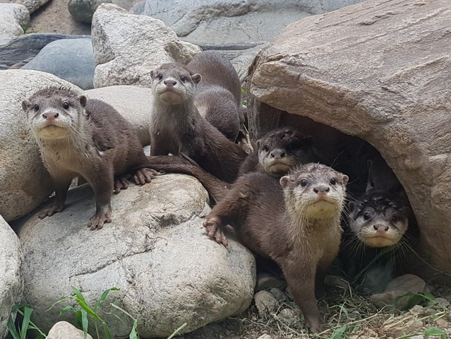 ▲ 단양다누리아쿠아리움 수달전시관에 세계에서 가장 작고 멸종위기종인 '작은발톱수달'모습.ⓒ단양다누리아쿠아리움