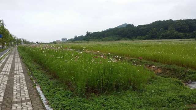 ▲ 경북도는 도청신도시 주민들과 신도시 방문객들에게 볼거리를 제공하고 도심 미관 개선을 위해 신도시 내 유휴부지 5개소에 코스모스 경관단지를 조성한다.ⓒ경북도