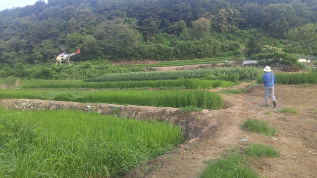 ▲ 달성군은 23일부터 31일까지 벼 병해충 피해 최소화와 농촌 노동력 부족에 효율적으로 대처하기 위해 관내 전체 벼 재배지역 2697㏊에 무인헬기방제를 실시한다.ⓒ달성군