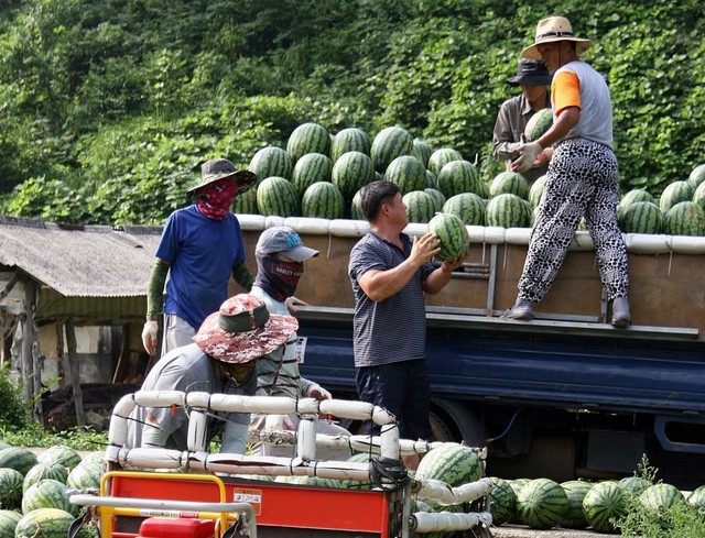 ▲ 최근 수확을 서두른 일부 재배농가들이 밭에서 수확한 수박을 차량에 실고 있다.ⓒ단양군
