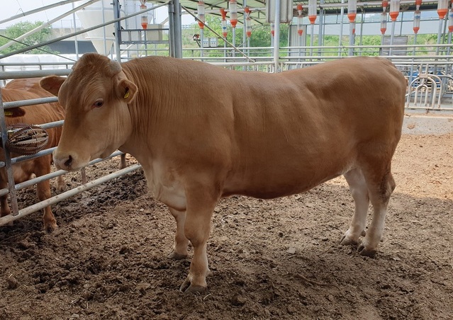 ▲ 충북 음성군 감곡면 원당리 풍산농장(대표 홍창영)에서 1261kg의 초대형 슈퍼한우가 탄생했다. 가격은 일반 소의 두 배가 넘는 2000여 만원에 이른다.ⓒ사진=㈜청풍명월 클러스터