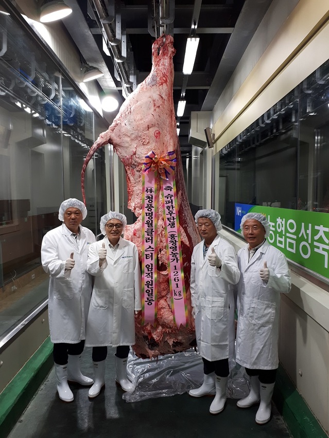 ▲ 충북 음성군 감곡면 원당리 풍산농장에서 사육된 초대형 슈퍼한우가 도축된 모습이다.사진좌로부터 음성축협 송석만 조합장, 김락선 청풍명월클러스터 대표이사, 홍창영 슈퍼한우 사육 농장 대표(신풍농장).ⓒ사진=㈜청풍명월 클러스터