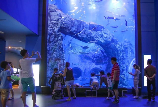 ▲ 국내 최대 민물고기 전시관 '다누리아쿠아리움'을 찾은 관람객들이 민물고기를 살펴보며 더위를 떨치고 있다.ⓒ단양군