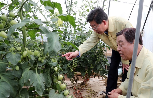 ▲ 양승조 충남도지사가 28일 예산군 발연리에서 황선봉 예산군수와 함께 침수피해를 입은 방울토마토 상황을 살펴보고 있다.ⓒ충남도