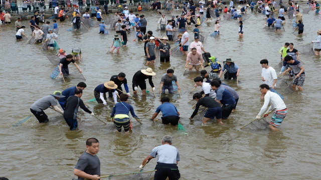 ▲ 제21회 봉화은어축제가 27일 내성천 일원에서 개막한 가운데 관광객이 은어잡기에 나섰다.ⓒ봉화군
