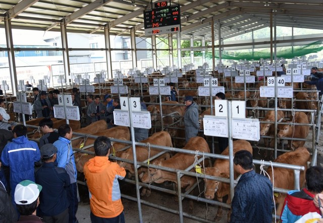 ▲ 제천가축시장 모습.ⓒ제천시