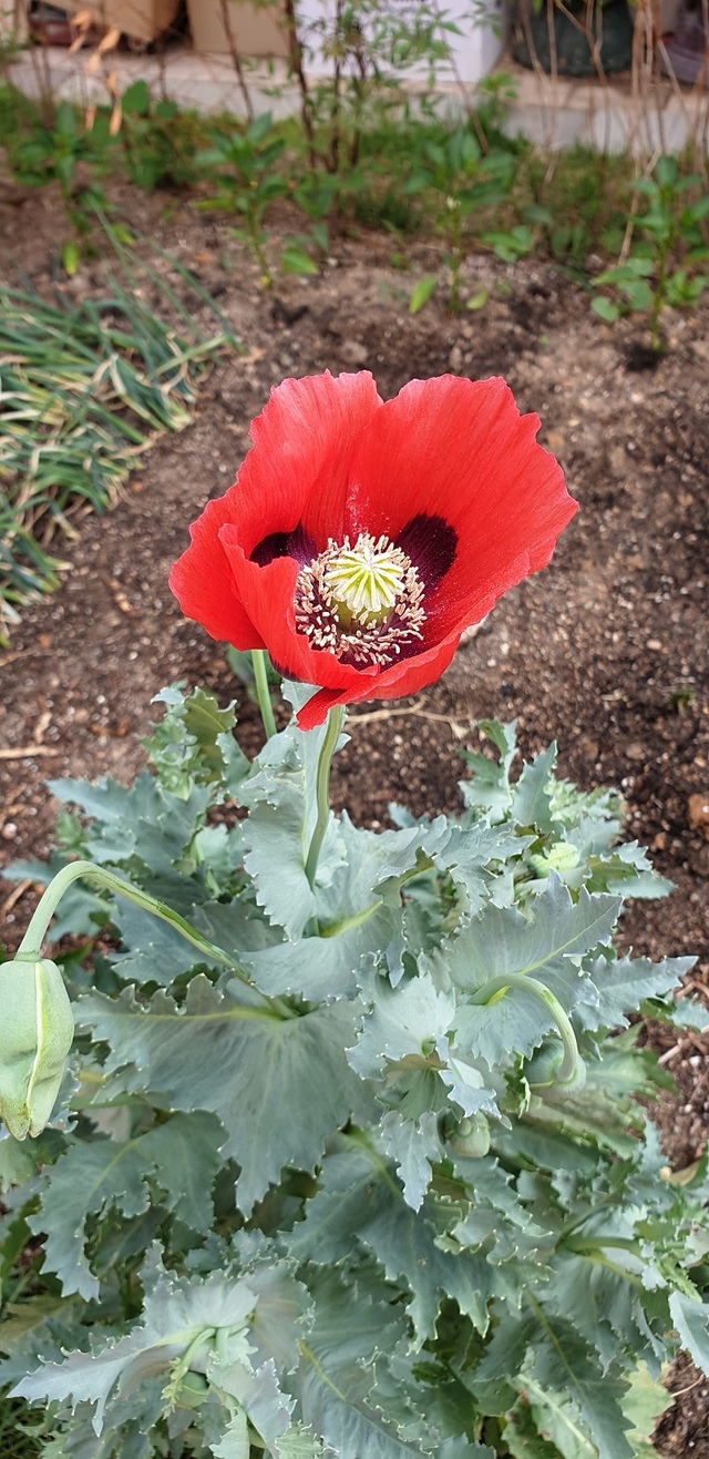 ▲ 불법으로 양귀비를 재배했다가 경찰에 적발된 양귀비.ⓒ충북지방경찰청