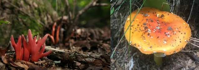 독버섯인 붉은사슴뿔버섯(왼쪽)과 개나리광대버섯.ⓒ충북도농업기술원