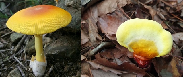 ▲ 식용버섯인 노란달걀버섯(왼쪽)과 영지버섯.ⓒ충북도농업기술원