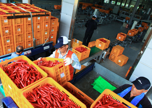 ▲ 영양고추유통공사는 9월 30일까지 2019년산 홍고추 수매에 나선다.ⓒ영양군