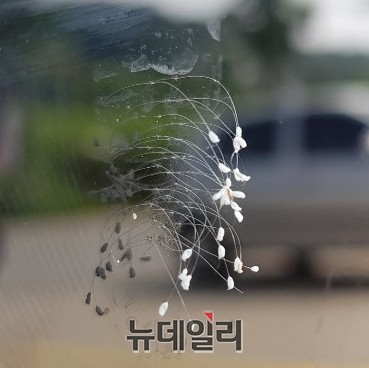 ▲ 제천시 신월동 한 식당 창문에 핀 '우담바라'로 추정되는 꽃.ⓒ목성균 기자