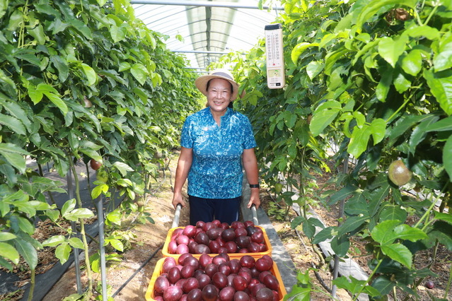 ▲ 예천군에서 백향과 과일 수확을 성공한 이선화씨.ⓒ예천군