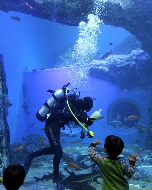 ▲ 다누리아쿠아리움을 찾은 어린아이들이 잠수부가 수조 안에서 물고기에게 먹이를 주는 모습을 신기하게 바라보고 있다.ⓒ단양군