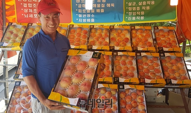 ▲ 충북 음성군 감곡면 문촌리 전창빈 창성농원 대표가 자신이 생산한 유황 햇사레 복숭아를 자랑스럽게 들어보이고 있다.ⓒ김정원 기자